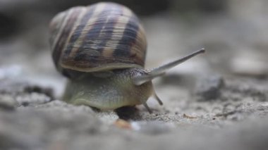 Kabuklu bir salyangoz, bulanık bir arkaplanda bir taşın üzerinde sürünür..