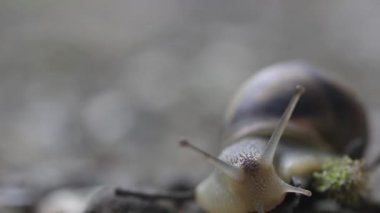 Salyangoz başını yakın çekimde hareket ettirir.