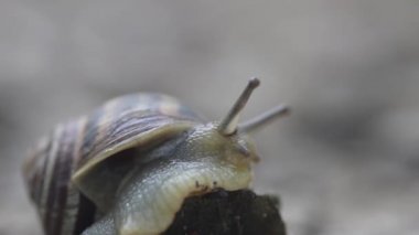 Kabuklu bir salyangoz bir taşın üzerine tırmandı.