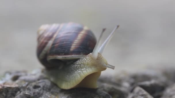 Caracol Pedra Começa Girar Lentamente — Vídeo de Stock