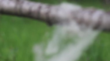  Yeşil arka planda bir dalda koyun yünü var.