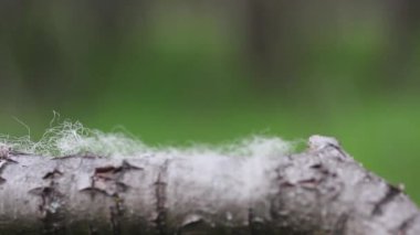 Koyun yününden bir parça yeşil arka plandaki bir dalda rüzgarla savruldu.