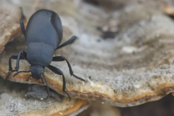 Escarabajo Negro Desciende Sobre Hongos Porcini Cerca — Foto de Stock