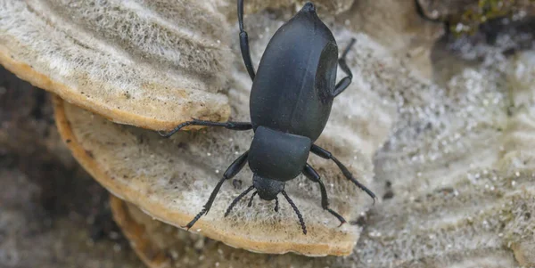 Escarabajo Negro Desciende Sobre Hongos Porcini — Foto de Stock