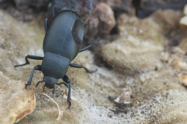 Besouro Preto Desce Sobre Cogumelos Porcini Fundo Borrado — Fotografia de Stock