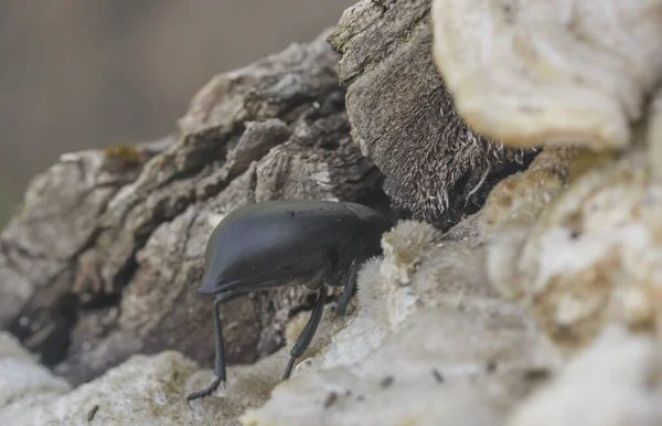  Siyah böcek, Porcini mantarlarıyla bir ağaca tırmanır..