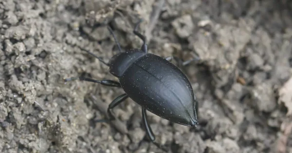 Escarabajo Negro Vista Superior Del Suelo — Foto de Stock