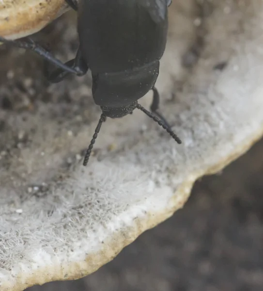 Escarabajo Negro Pesa Sobre Hongos Porcini — Foto de Stock