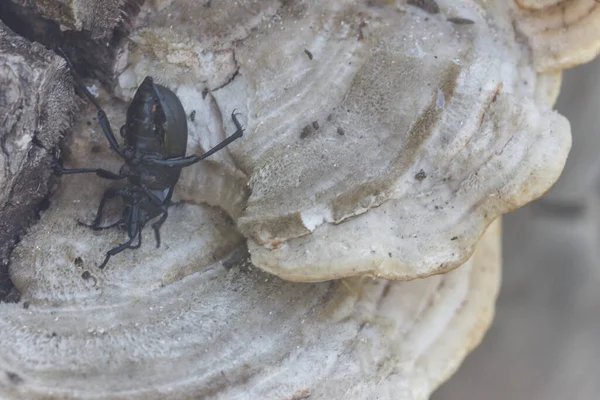 Porcini mantarlı ters siyah böcek..