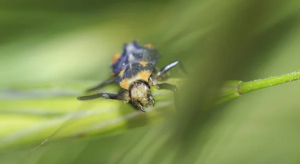 Escarabajo Amarillo Con Espalda Negra Mandíbula Abierta Hierba Verde — Foto de Stock