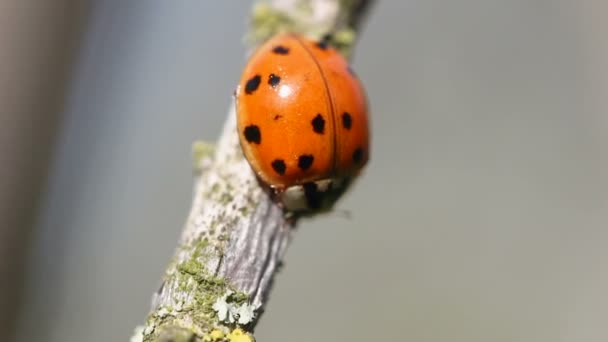 Ladybug Κοντινό Πλάνο Αιωρείται Ένα Υποκατάστημα — Αρχείο Βίντεο