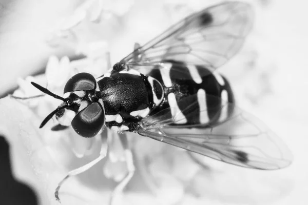 Wasp Beautiful Blooming White Rosehip Flower Close Black White — Photo