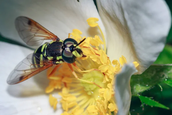 Güzel bir gül kalça çiçeğinin üzerindeki eşek arısı üst manzarayı kapatır..