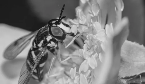 Wespe Auf Schön Blühender Weißer Hagebuttenblüte Nahaufnahme Seitenansicht Schwarz Und — Stockfoto