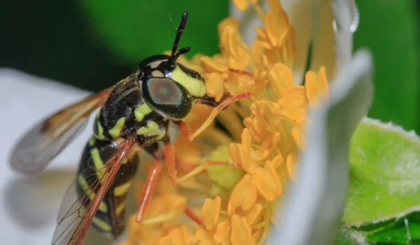 Wasp Beautiful Blooming White Rosehip Flower Close Side View — Photo