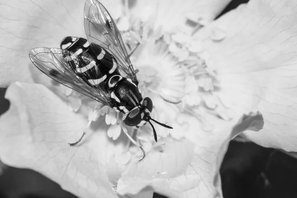 Vespa Flor Rosa Mosqueta Close Preto Branco — Fotografia de Stock