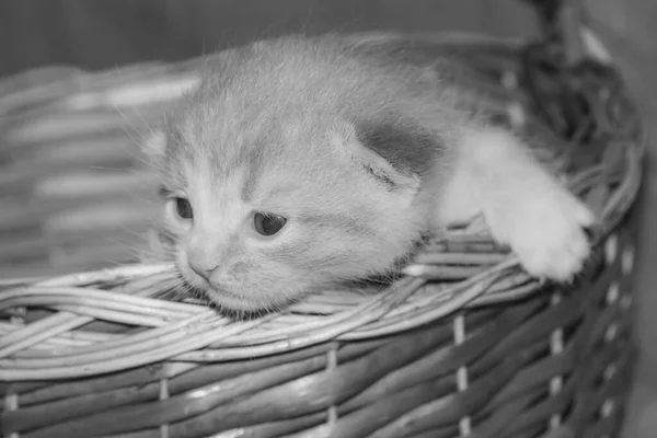 Rolig Nyfödd Kattunge Korg Svart Och Vitt — Stockfoto