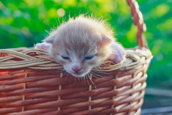 Komik yeni doğmuş kahverengi kedi yavrusu sepette yeşil bir arka planda.