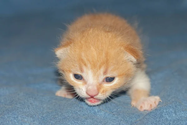 Yeni doğmuş kahverengi yarı kör kedi yavrusu, yakından hareket ediyor..