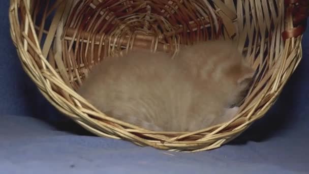 Pequeno Bonito Marrom Gatinho Perto — Vídeo de Stock