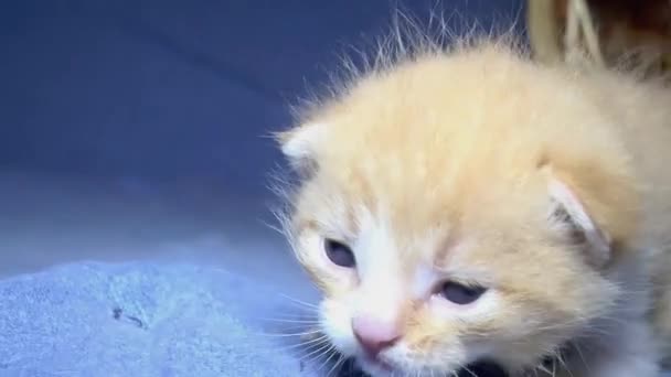 Mały Śmieszne Brązowy Kotek Zbliżenie — Wideo stockowe