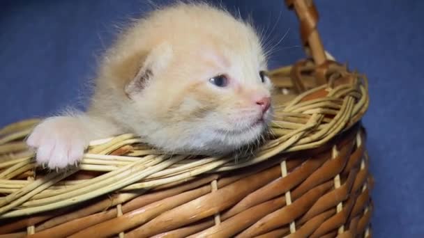 Small Funny Brown Kitten Basket Close — Stock Video