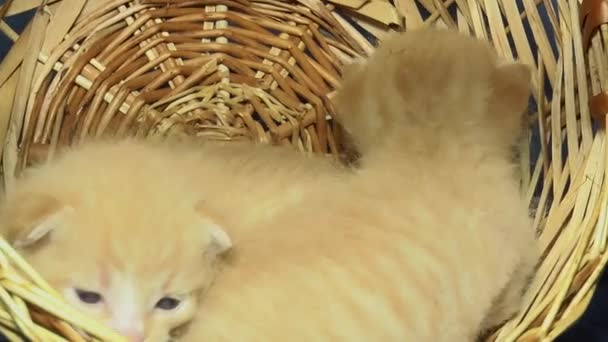 Two Little Kittens Wicker Basket Close — Stock Video