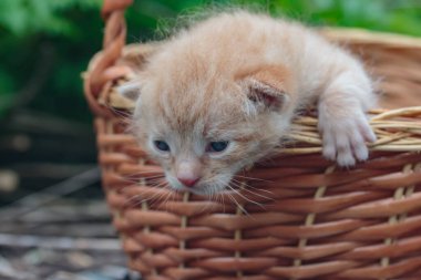 Kızıl bir kedinin kafası Sepetteki küçük kedi aşağı bakıyor.