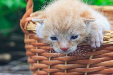 Kızıl bir kedinin kafası Sepetteki küçük komik kedi aşağı bakıyor