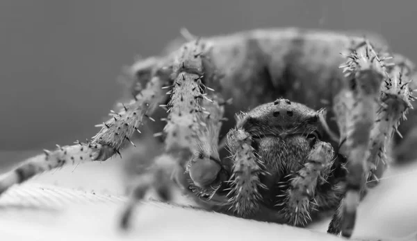 Portrait Une Araignée Avec Une Croix Gros Plan Noir Blanc — Photo