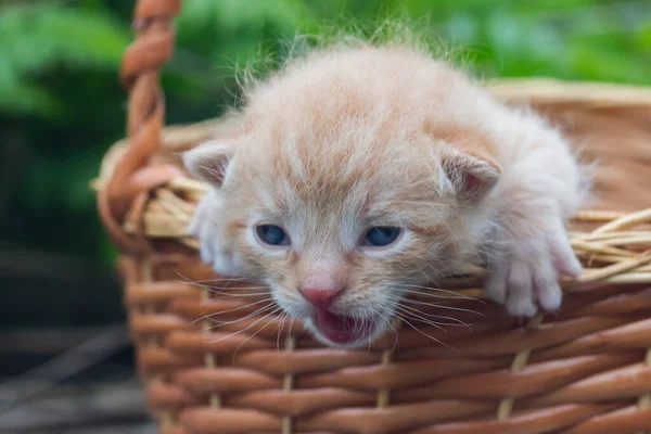 Mycket Liten Kattunge Som Försöker Sig Korg — Stockfoto