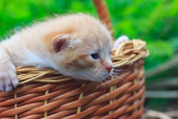 Vacker Rolig Ingefära Liten Kattunge Korg Vacker Grön Bakgrund — Stockfoto