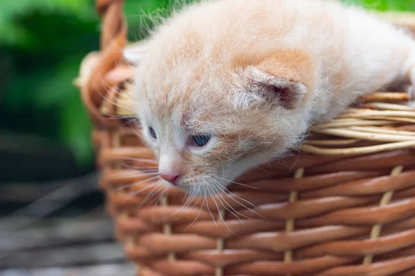 Huvud Ingefära Rolig Kattunge Korg Tittar Ner — Stockfoto