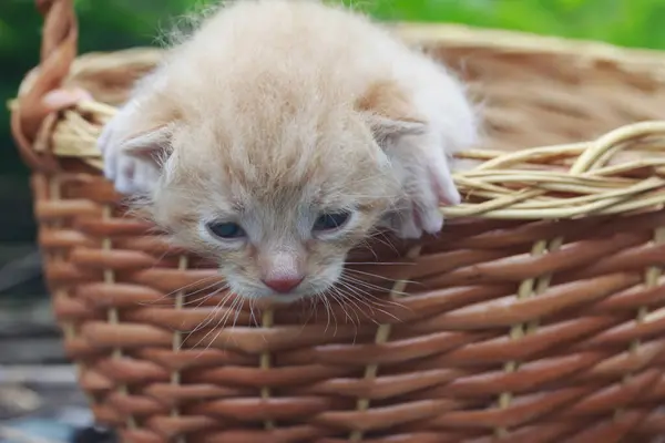 Huvudet Ingefära Kattungen Korgen Tittar Ner — Stockfoto