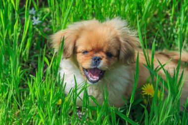 Bahar çimlerinde bir köpeğin portresi Pekin cinsi.
