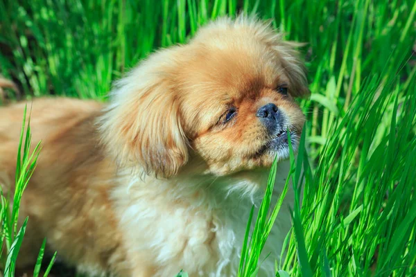 Bahar çimlerinde bir Pekin köpeğinin yan portresi.