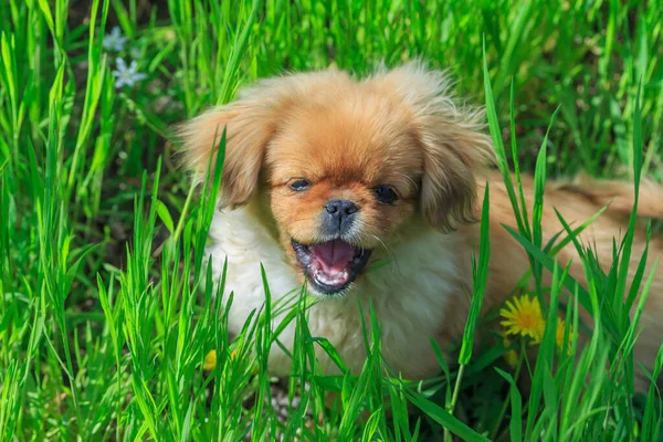 Bahar çimlerinde bir köpeğin portresi Pekin cinsi.