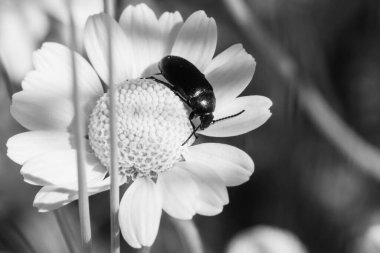  Siyah böcek, siyah beyaz papatya otlağında bulanık bir arka planda siyah beyaz.