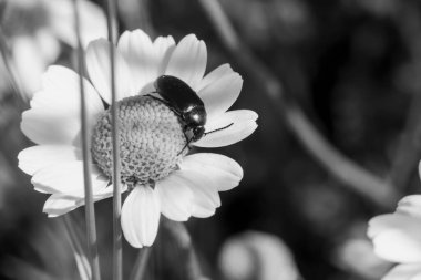 Siyah böcek beyaz papatya çayı üzerinde Siyah beyaz bir tarlada.