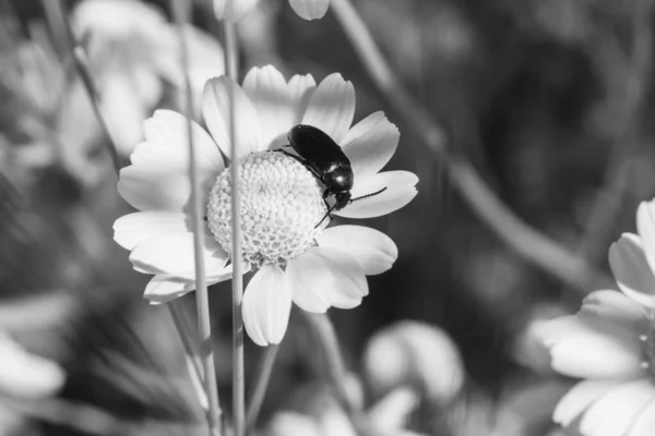 Escarabajo Negro Sobre Una Manzanilla Blanca Prado Sobre Fondo Borroso — Foto de Stock