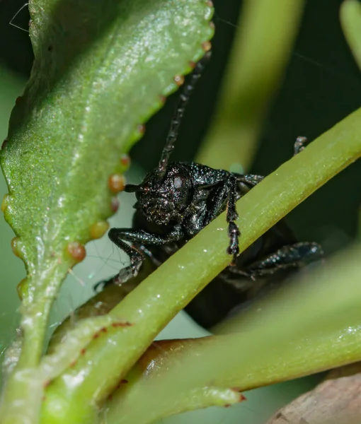 Retrato Escarabajo Negro Con Bigote Grande Través Del Follaje — Foto de Stock