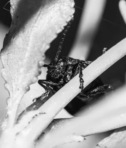 Porträt Eines Schwarzen Käfers Mit Einem Großen Schnurrbart Durch Das — Stockfoto