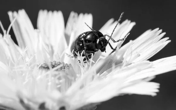  Siyah ve beyaz çiçekli büyük bıyıklı siyah böcek.