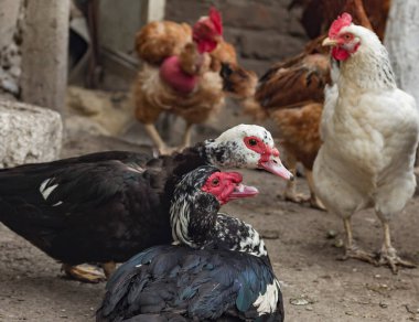  Kümesteki tavukların arasında dilsiz bir ördeğin yan portresi