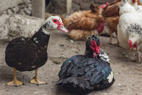 Tavukların arasında dilsiz bir ördeğin portresi.