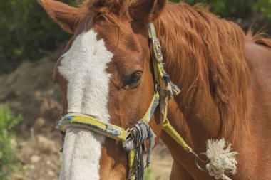 Kahverengi bir atın beyaz bir evcil hayvan portresi.