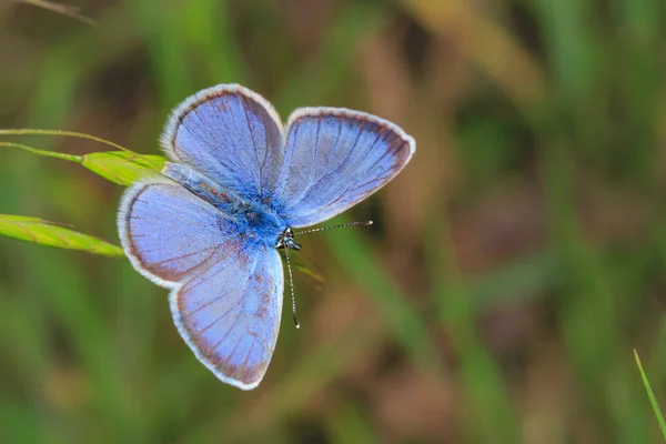 在模糊的背景上的小穗上 蓝色的美丽蝴蝶 — 图库照片