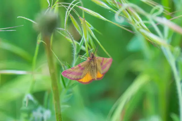 绿草地上有红色蝴蝶的褐色黄色 — 图库照片
