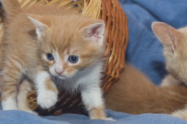  Küçük mavi gözlü kızıl kedi yavrusu hareket halinde.