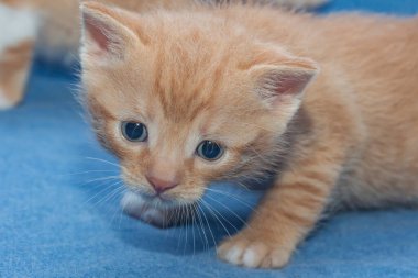 Küçük komik kızıl kedi. Yaklaş.